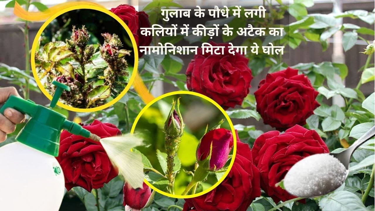 Gardening Tips: गुलाब के पौधे में लगी कलियों में है कीड़ों का अटैक, ये 3 चीजों से बना घोल मिनटों में मिटा देगा कीड़ों का नामोनिशान, जाने नाम