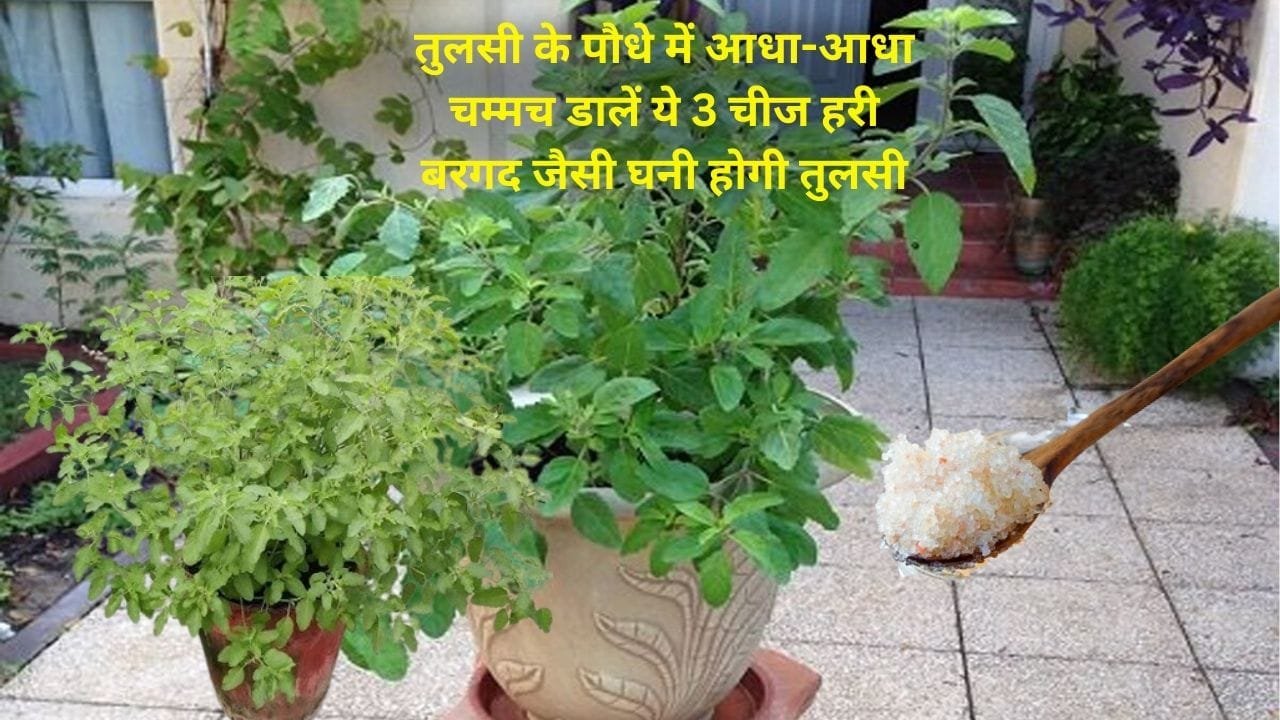 Gardening tips: तुलसी के पौधे में आधा-आधा चम्मच डालें ये 3 चीज, हरी बरगद जैसी घनी होगी तुलसी, जाने पौधे को घना करने का राज