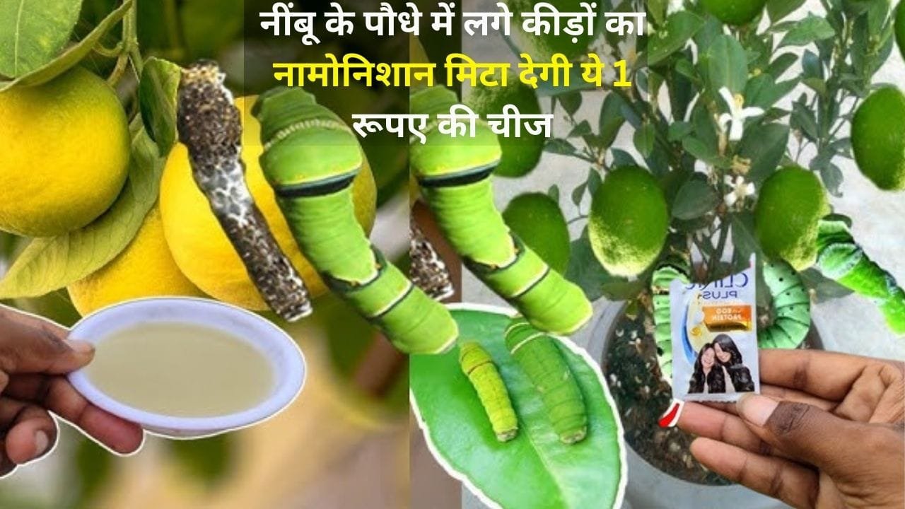Gardening tips: नींबू के पौधे में लगे कीड़ों का नामोनिशान मिटा देगी ये 1 रूपए की चीज, अनगिनत फलों से लद जाएगा पौधा, जाने नाम