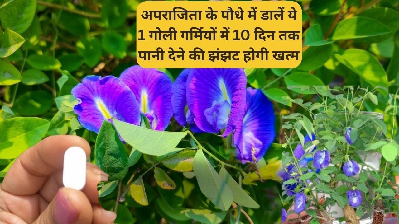 अपराजिता के पौधे में डालें ये 1 गोली, गर्मियों में 10 दिन तक पानी देने की झंझट होगी खत्म छुट्टियों में जाएं बिना Tension के हरी फूलों से भरी रहेगी बेल