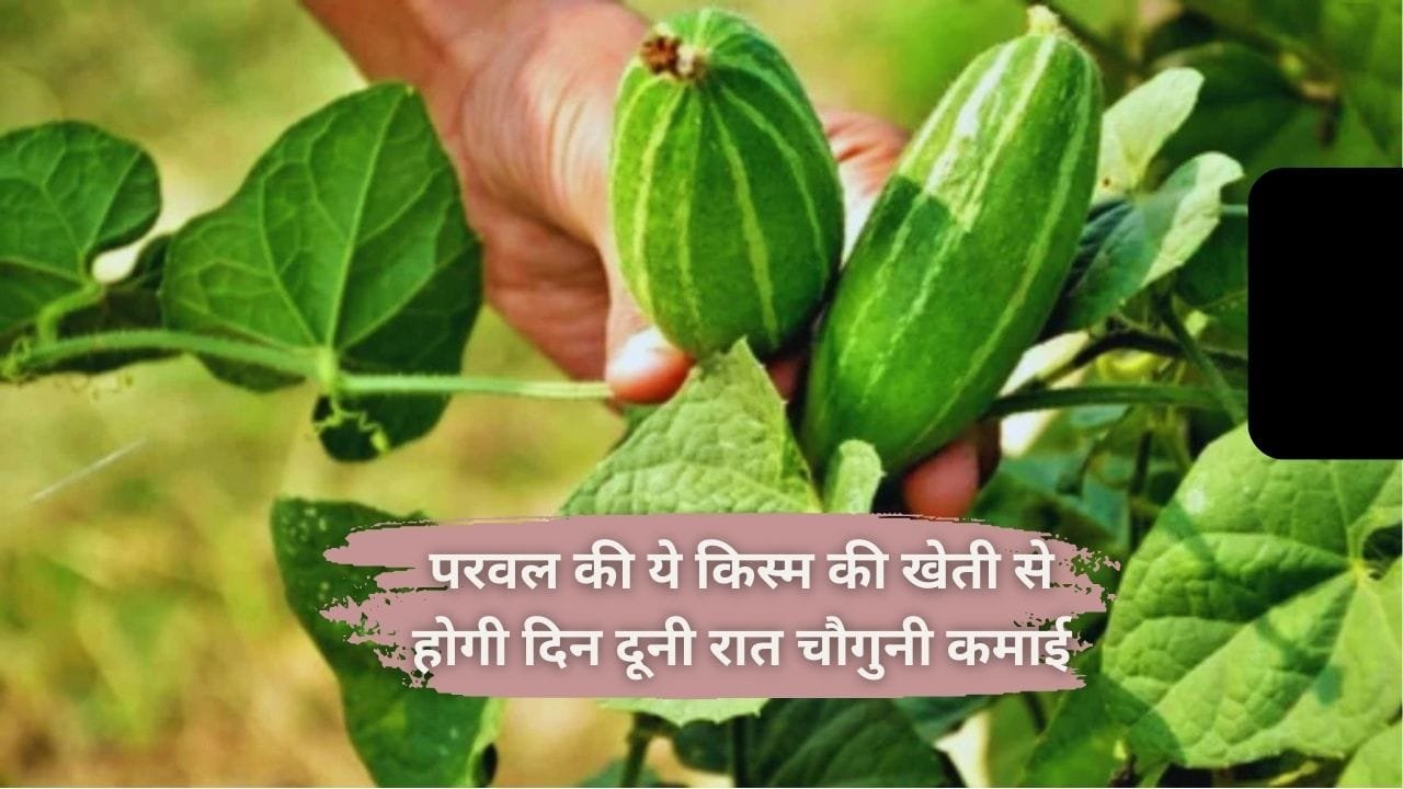 परवल की ये किस्म की खेती से होगी दिन दूनी रात चौगुनी कमाई, मार्केट में है मिठाई और सब्जी दोनों की खूब डिमांड, जाने नाम