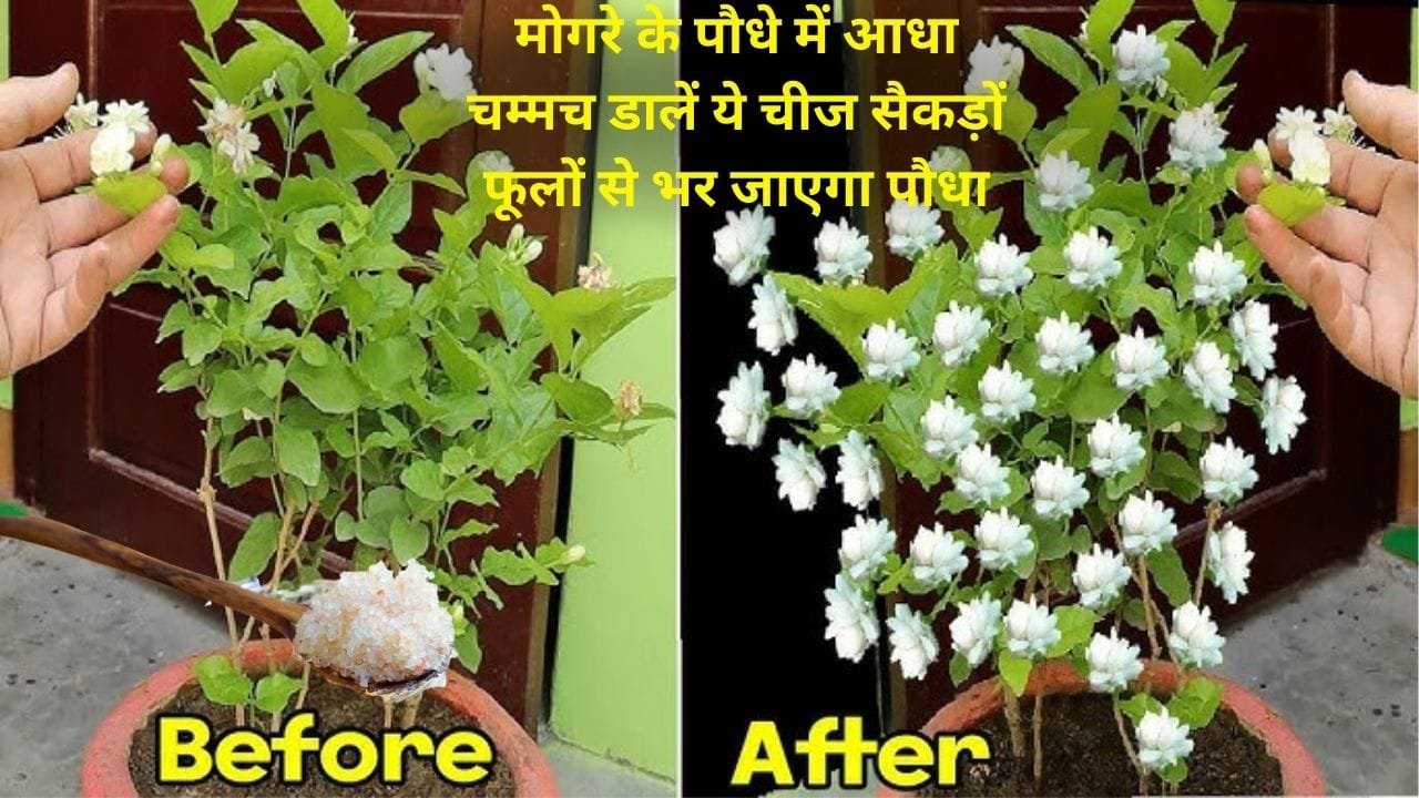 Gardening tips: मोगरे के पौधे में आधा चम्मच डालें ये चीज, सैकड़ों फूलों से भर जाएगा पौधा माली ने खुद इस्तेमाल करके दिखाया कमल