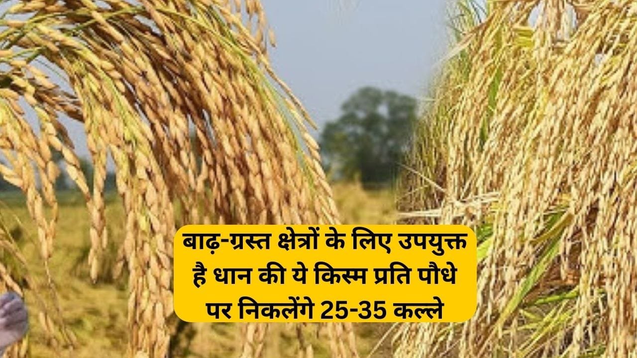 बाढ़-ग्रस्त क्षेत्रों के लिए उपयुक्त है धान की ये किस्म, प्रति पौधे पर निकलेंगे 25-35 कल्ले बंपर पैदावार से भर जाएंगे गोदाम, जाने नाम