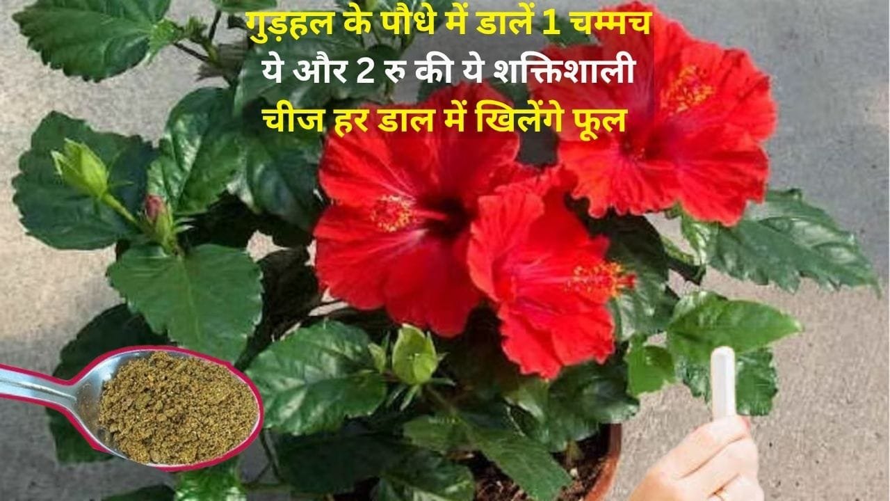 Gardening tips: गुड़हल के पौधे में डालें 1 चम्मच ये और 2 रूपए की ये सस्ती शक्तिशाली चीज, हर डाल में खिलेंगे महीने भर अनगिनत फूल, जाने नाम