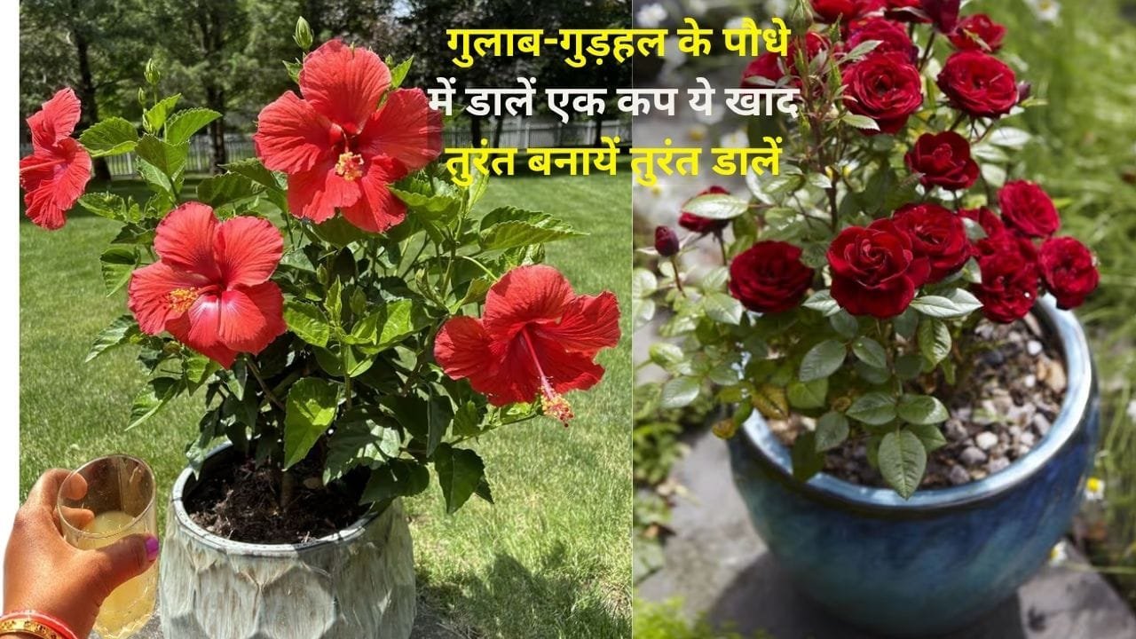 Gardening Tips: गुलाब-गुड़हल के पौधे में डालें एक कप ये खाद, तुरंत बनायें तुरंत डालें हरे फूलों से भरे होंगे पौधे, जाने नाम