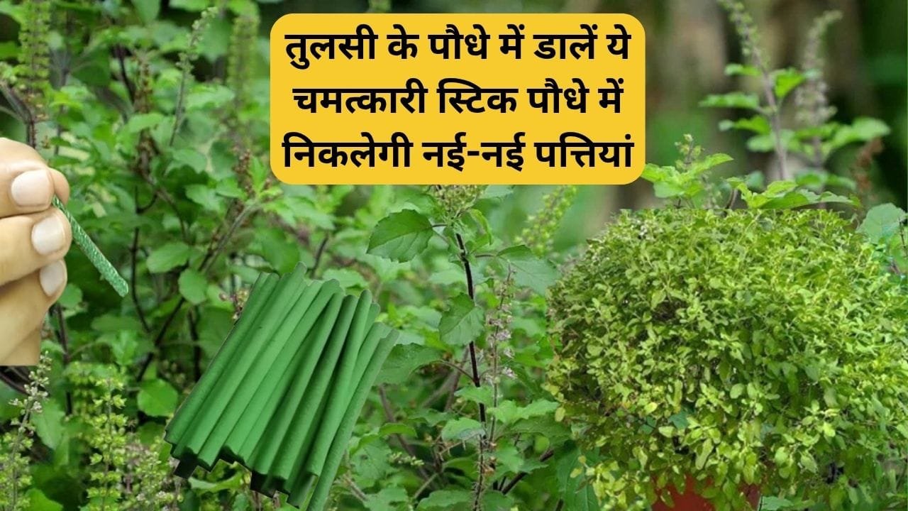 Gardening Tips: तुलसी के पौधे में डालें ये चमत्कारी स्टिक, पौधे में निकलेगी नई-नई पत्तियां हरा भरा खूब घना होगा पौधा, जाने नाम