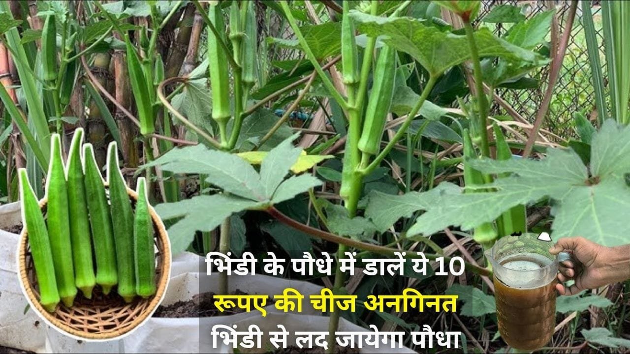 Gardening Tips: भिंडी के पौधे में डालें ये 10 रूपए की चीज, अनगिनत भिंडी से लद जायेगा पौधा बाजार से खरीदने की झंझट होगी खत्म