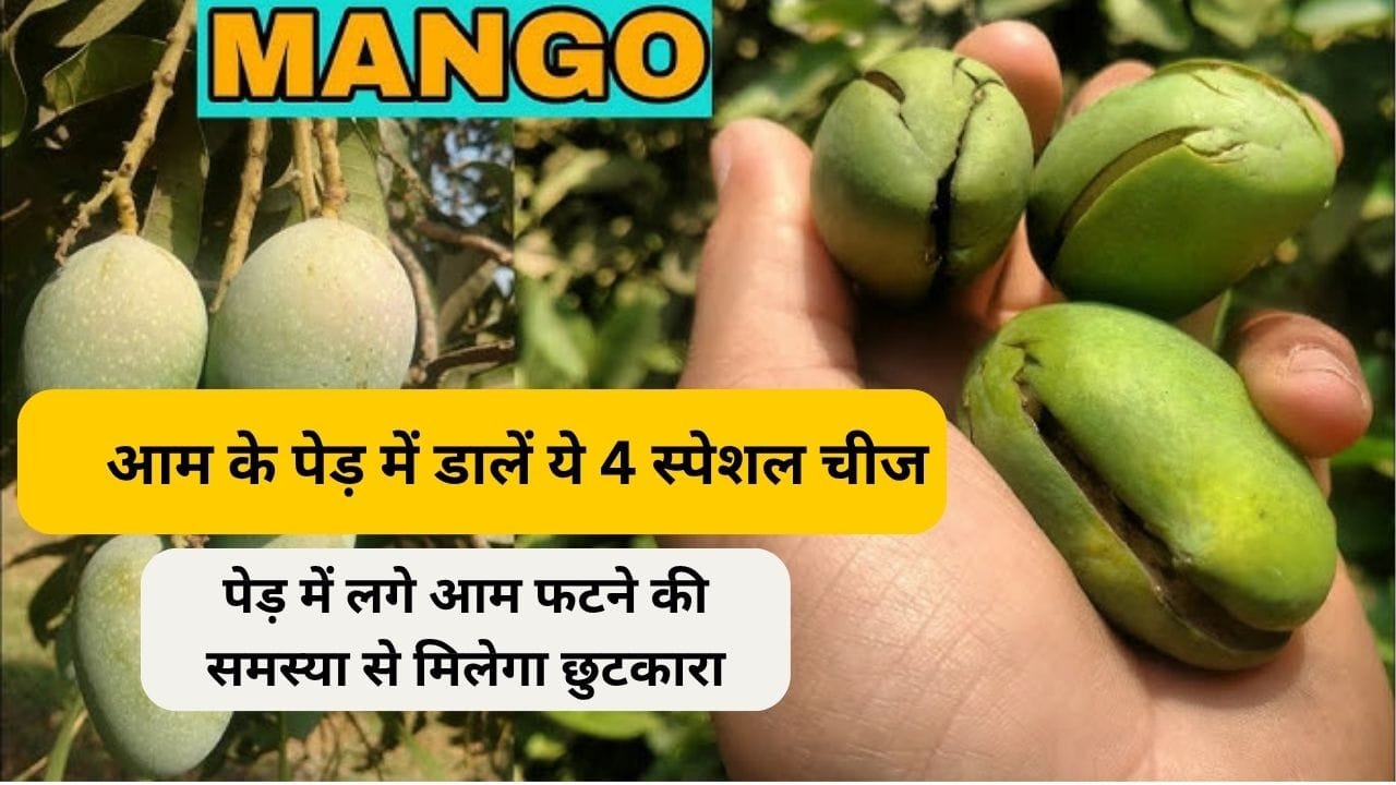 Agriculture tips: आम के पेड़ में डालें ये 4 स्पेशल चीज, पेड़ में लगे आम फटने की समस्या से मिलेगा छुटकारा धड़ल्ले से बिक जायेंगे सरे आम, जाने नाम