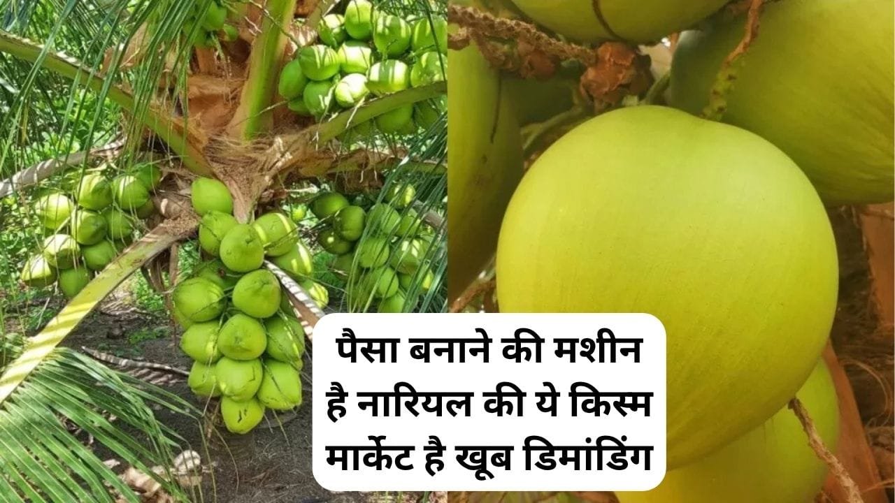 पैसा बनाने की मशीन है नारियल की ये किस्म, मार्केट है खूब डिमांडिंग एकबार रोपाई के बाद खेती से 60 साल तक आएगा मोटा धन, जाने नाम
