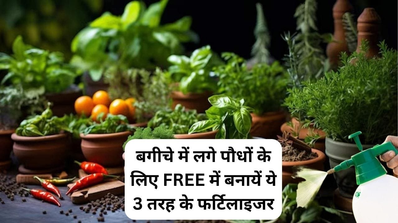 Gardening tips: बगीचे में लगे पौधों के लिए FREE में बनायें ये 3 तरह के फर्टिलाइजर, हरे भरे फूल फल से लद जायेंगे पौधे, जाने नाम