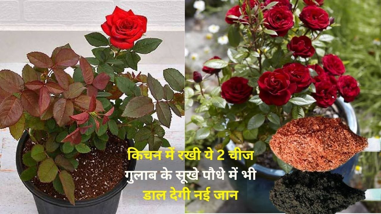 Gardening tips: किचन में रखी ये 2 चीज गुलाब के सूखे पौधे में भी डाल देगी नई जान, पौधे की जड़ में डालें और पाएं अनगिनत फूल, जाने नाम