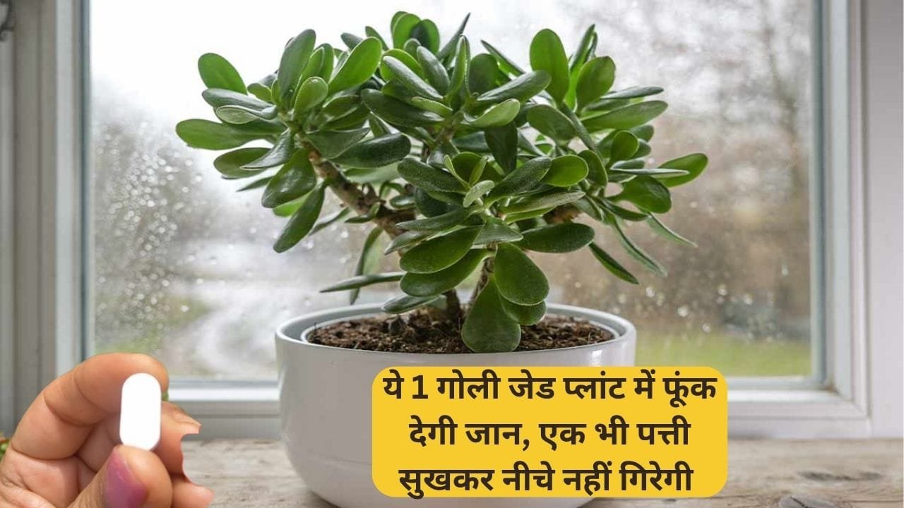 Gardening tips: ये 1 गोली जेड प्लांट में फूंक देगी जान, एक भी पत्ती सुखकर नीचे नहीं गिरेगी हरा भरा रहेगा पौधा, जाने नाम