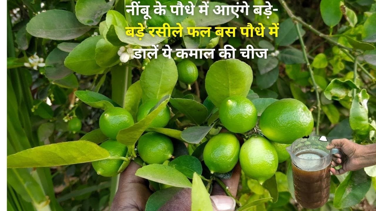 Gardening Tips: नींबू के पौधे में आएंगे बड़े-बड़े रसीले फल, बस पौधे में डालें ये कमाल की चीज एक भी छोटा फल नहीं झाड़ेगा, जाने नाम