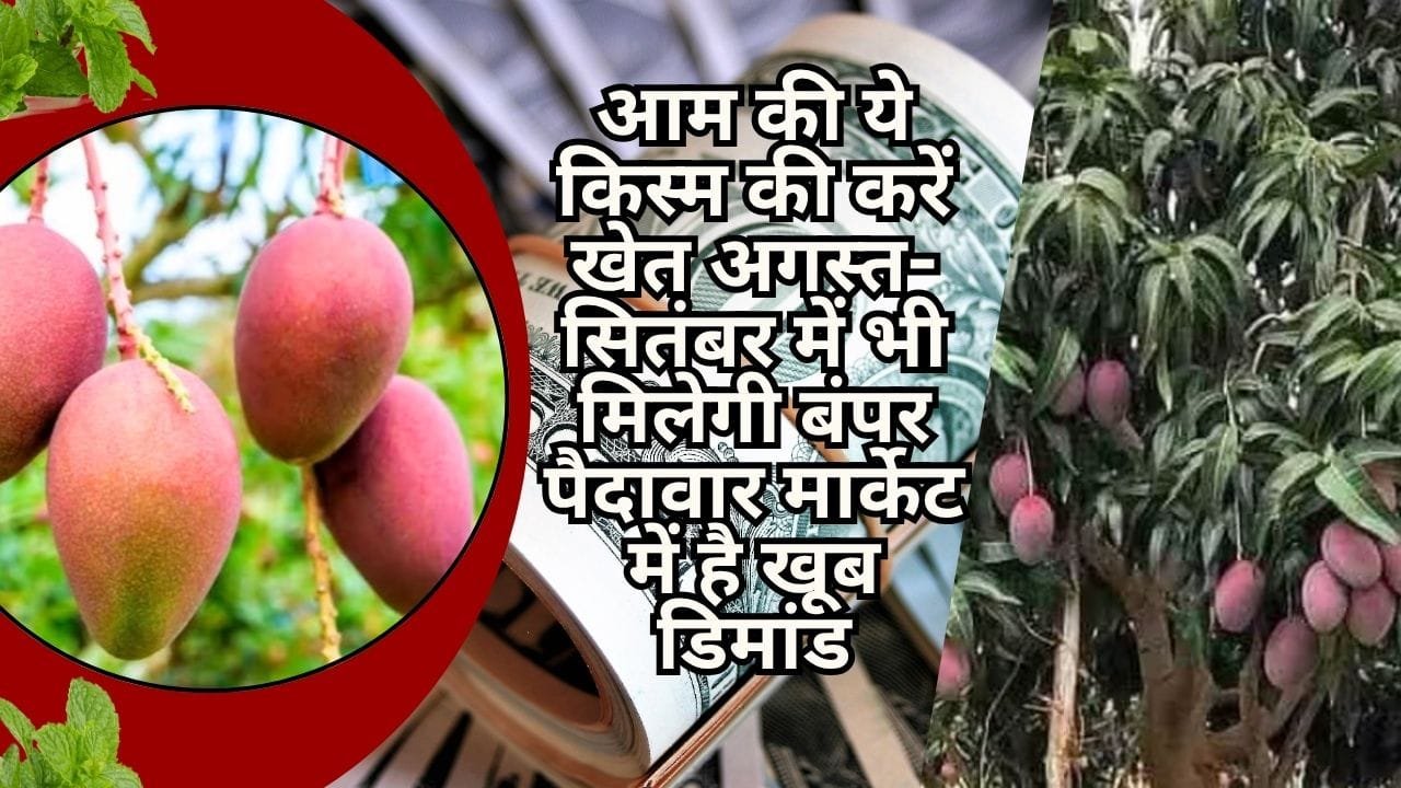 आम की ये किस्म की करें खेती, अगस्त-सितंबर में भी मिलेगी बंपर पैदावार मार्केट में है खूब डिमांड, जाने नाम