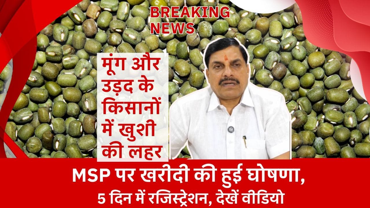 मध्य प्रदेश में मूंग और उड़द की खरीदी का पंजीयन 19 जून से शुरू हो जाएगा
