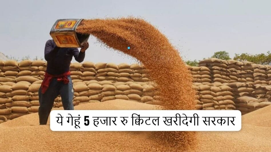 गेहूं ₹5000 क्विंटल खरीदेगी सरकार