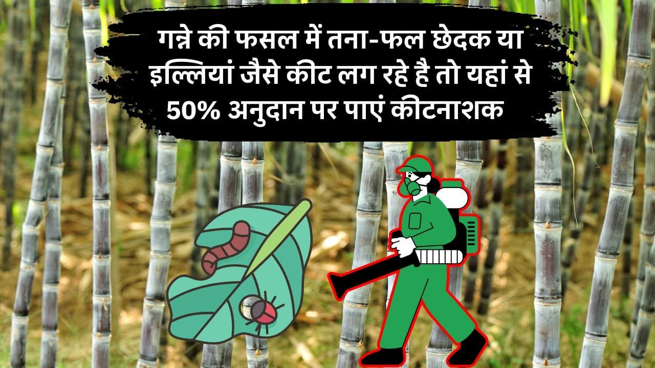 गन्ने की फसल में कीट