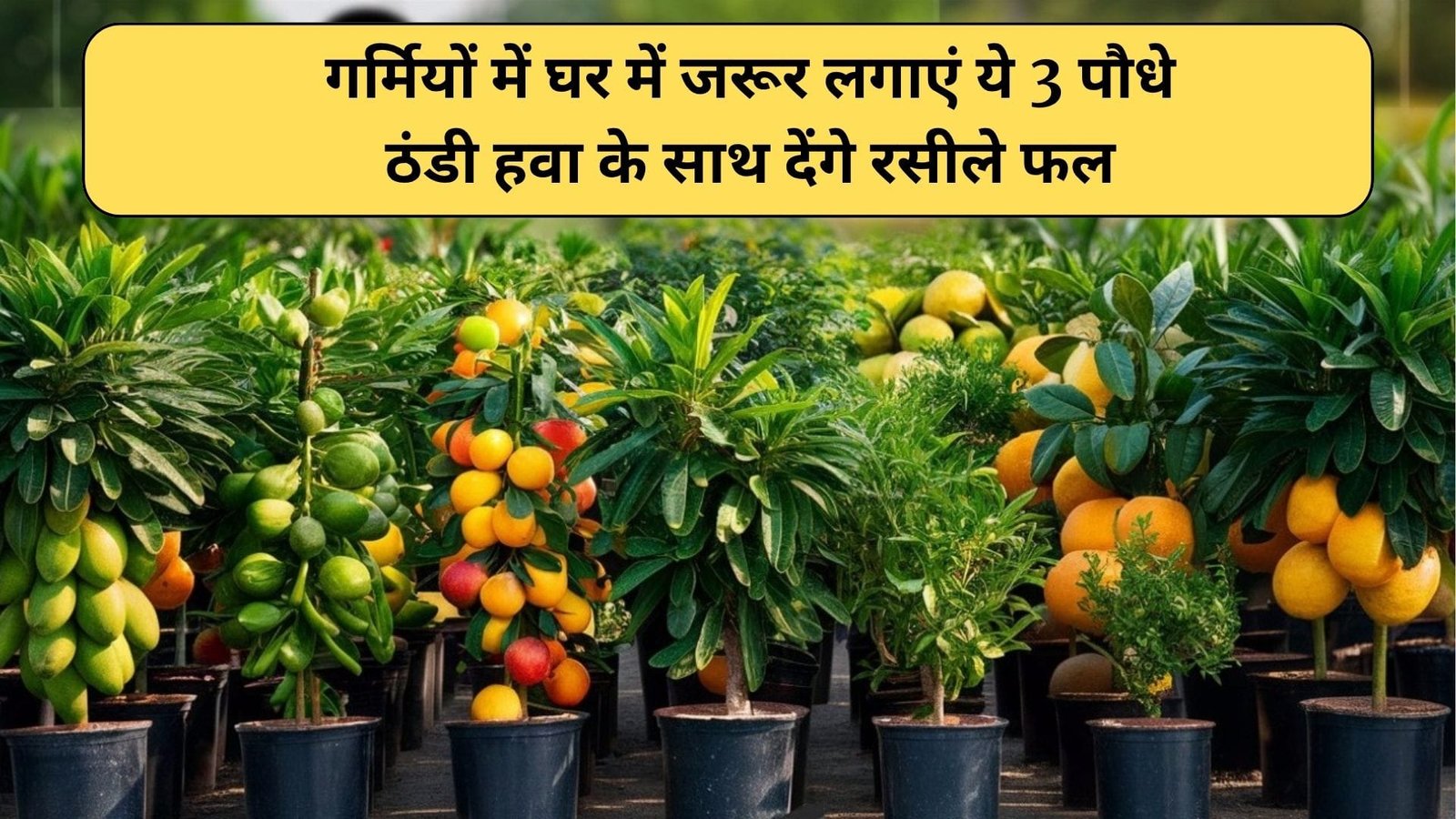 Gardening tips: गर्मियों में घर में जरूर लगाएं ये 3 पौधे, ठंडी हवा के साथ देंगे रसीले फल नेचुरल एयर प्यूरीफायर का करते है काम, जाने नाम