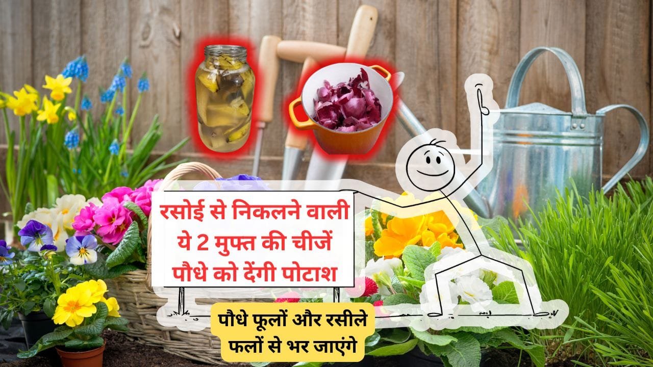 रसोई में रखी ये 2 चीजें पौधे को पोटाश देंगी