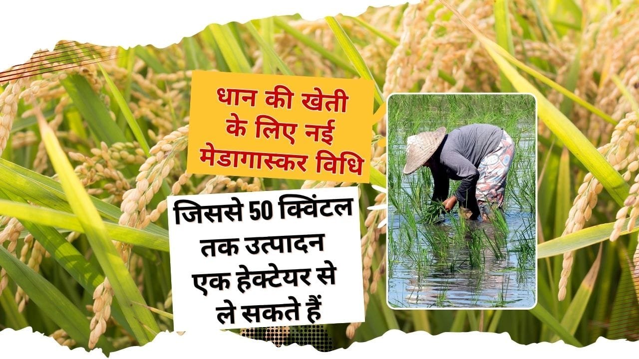 मेडागास्कर विधि से कैसे होगी धान की नर्सरी तैयार