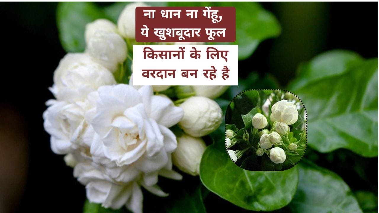 बेला फूल से कमाई