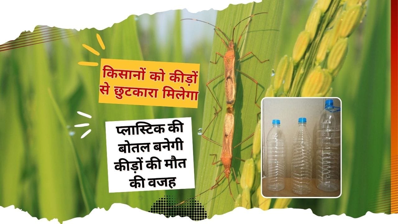 कीड़ों से छुटकारा पाने की तरकीब