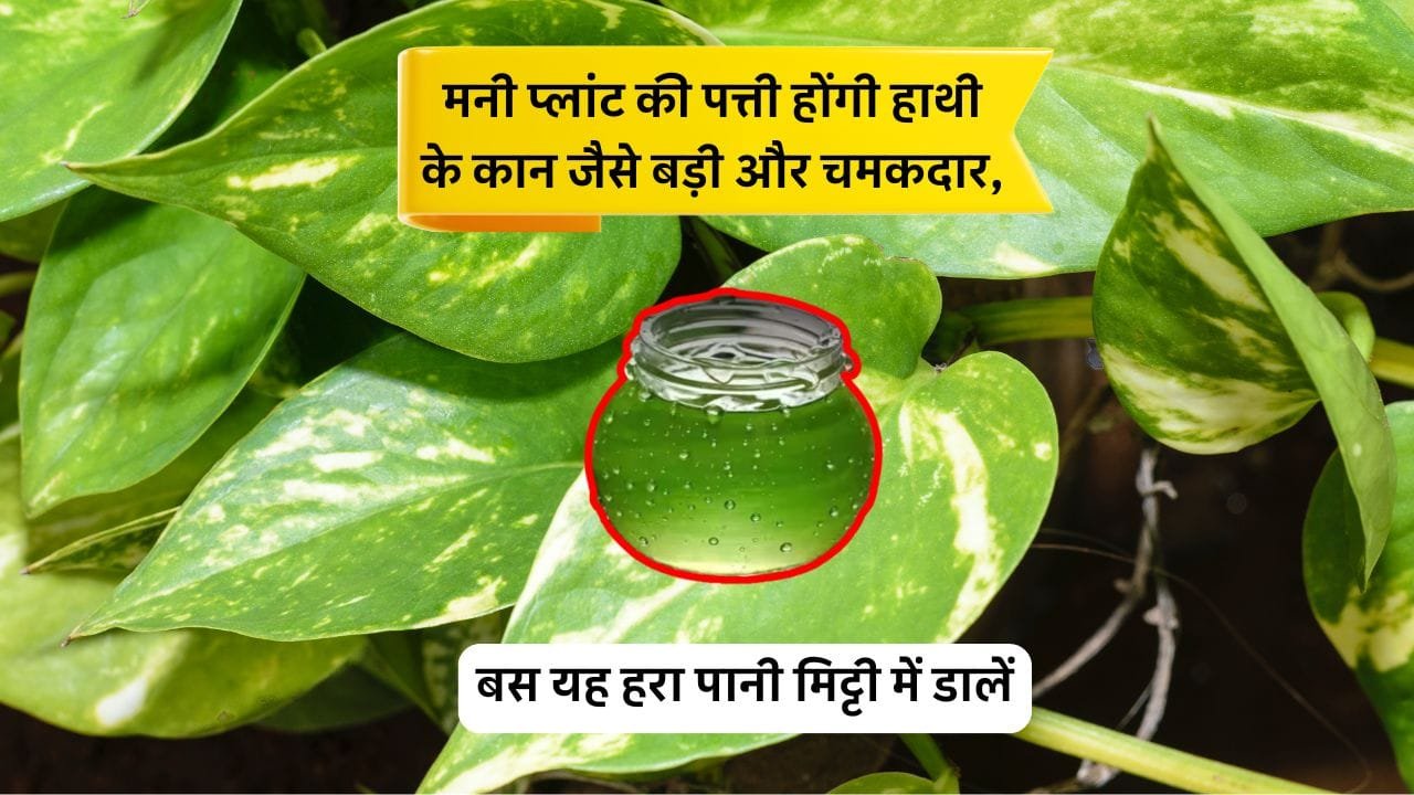 एलोवेरा से मनी प्लांट में पोषण