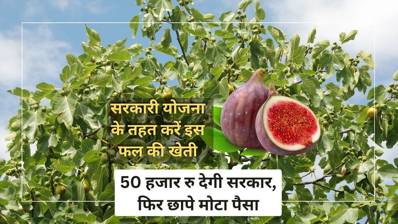 अंजीर की खेती