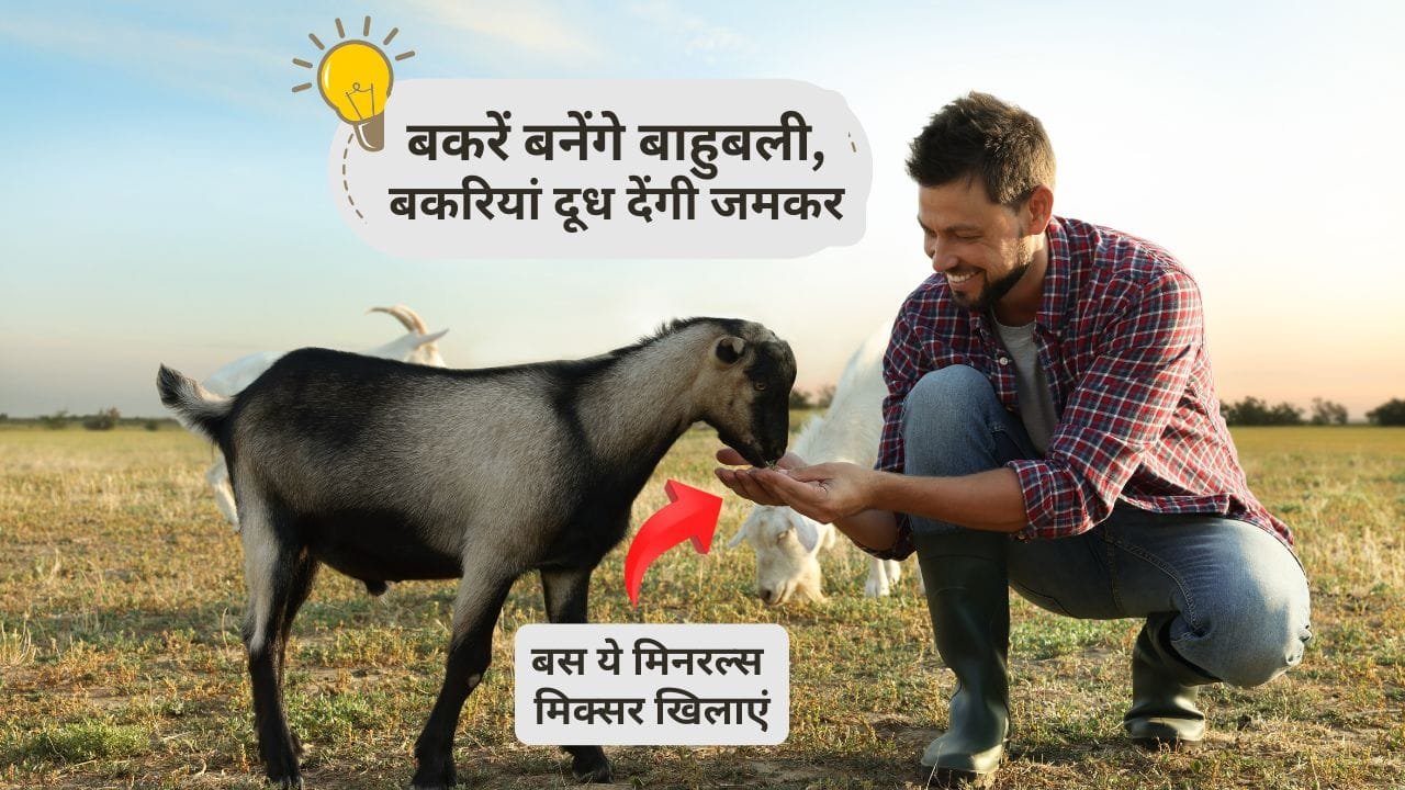 बकरियों के लिए मिनरल मिक्सचर