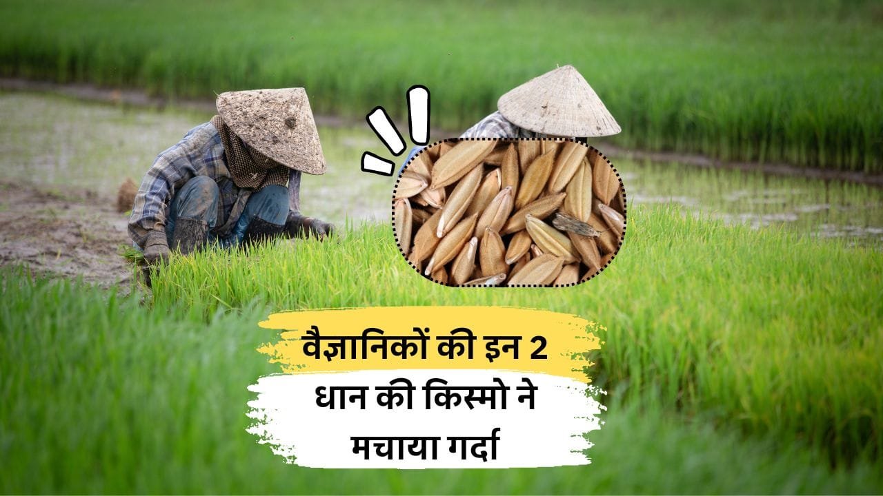 धान की नई किस्में