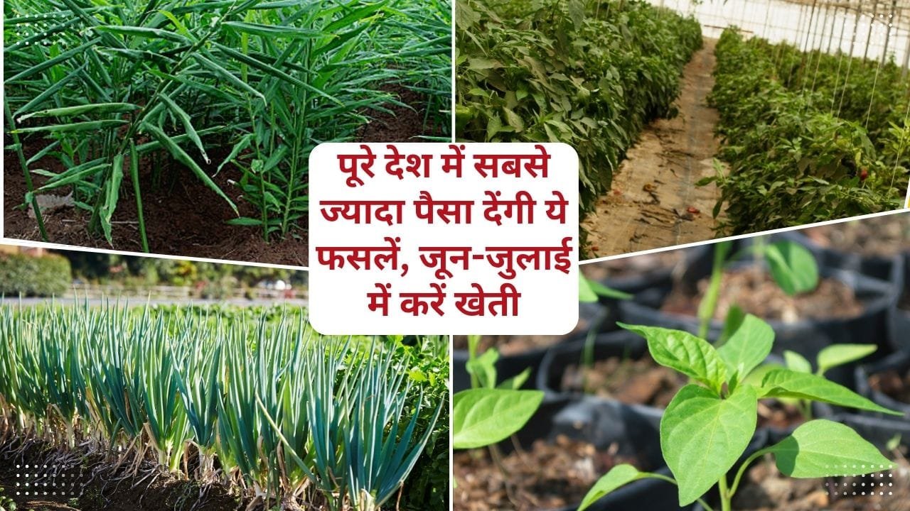 जून-जुलाई में सब्जी की खेती