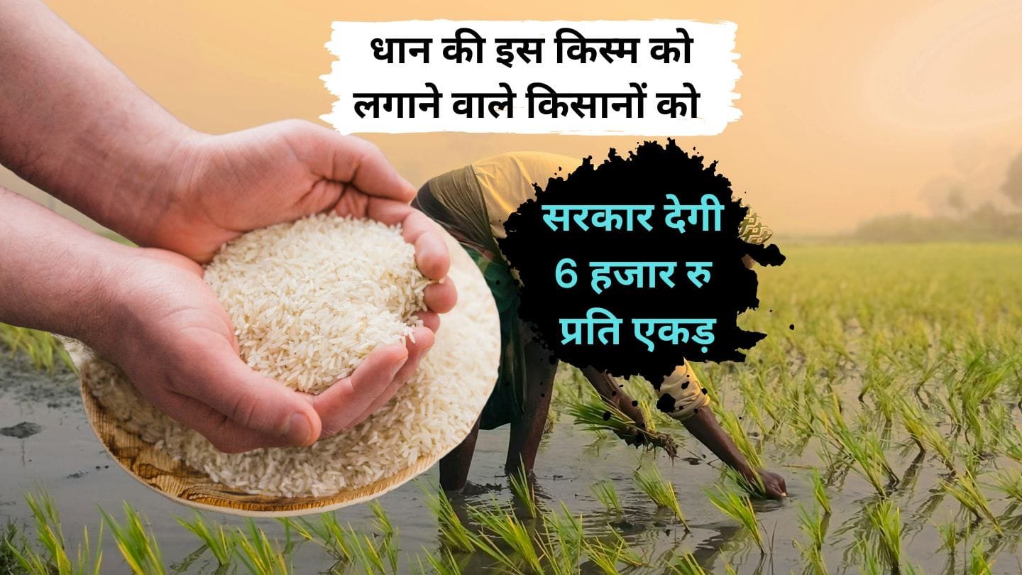कतरनी धान का बीज किसानों को सब्सिडी पर उपलब्ध होगा