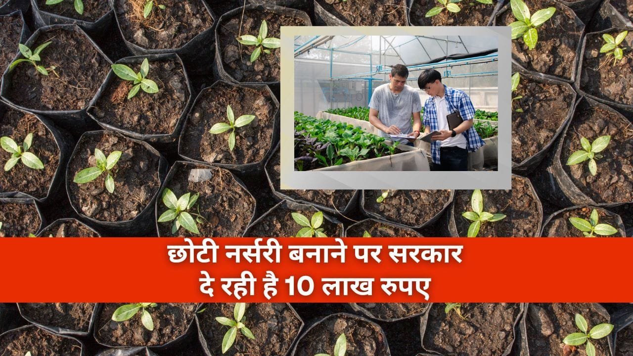 नर्सरी के लिए 50% सब्सिडी