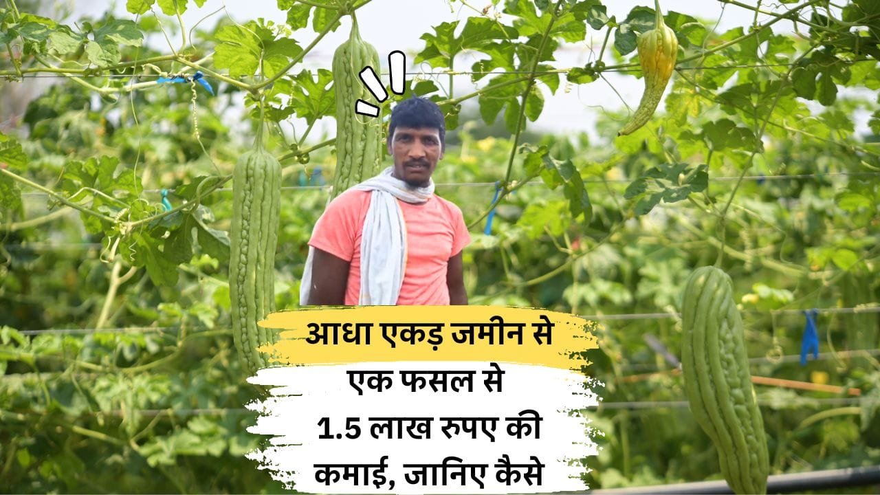 करेले की खेती