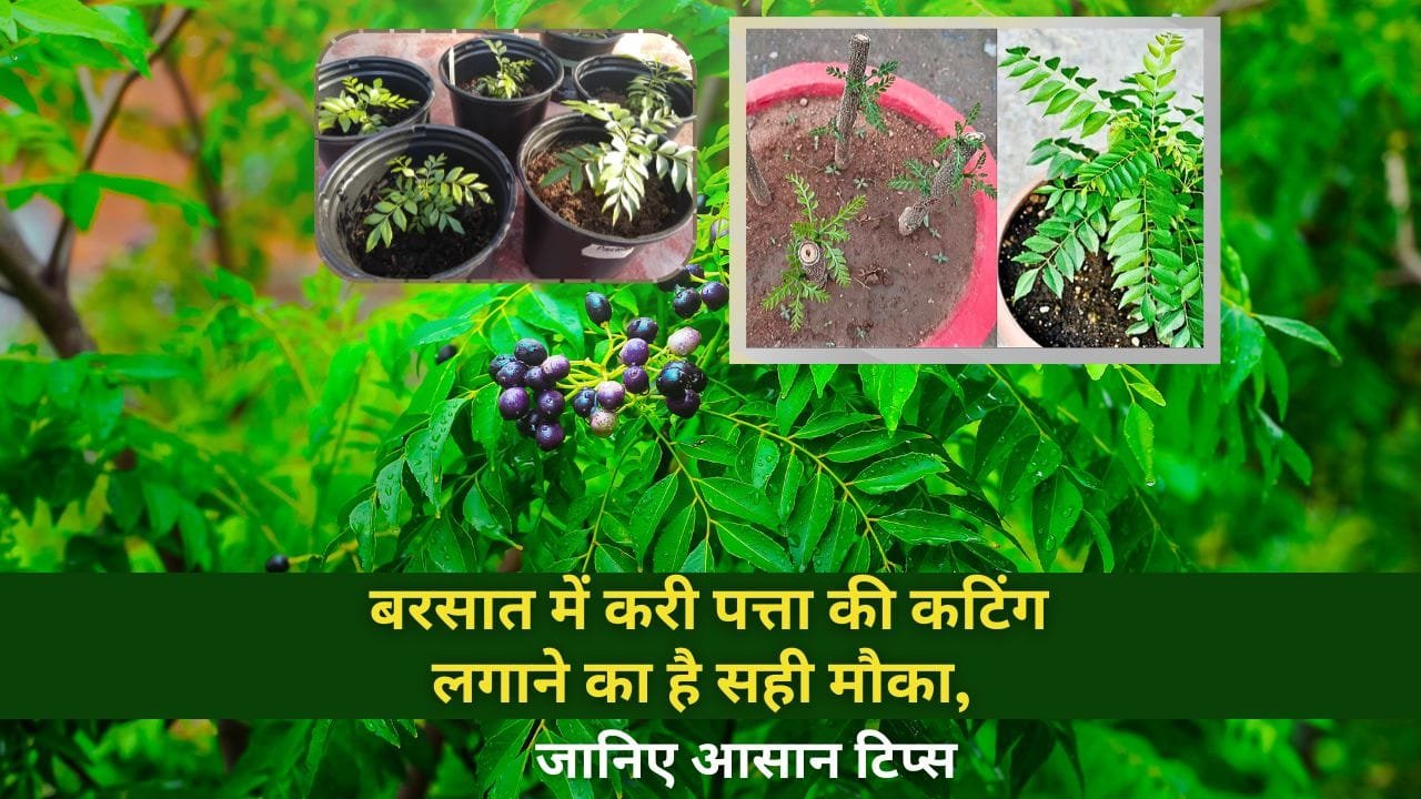 करी पत्ता बरसात के मौसम में लगाया जा सकता है