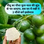 घरेलू उपाय से भी नींबू के पौधे में ज्यादा फल लिए जा सकते हैं