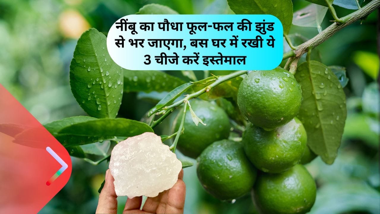 घरेलू उपाय से भी नींबू के पौधे में ज्यादा फल लिए जा सकते हैं