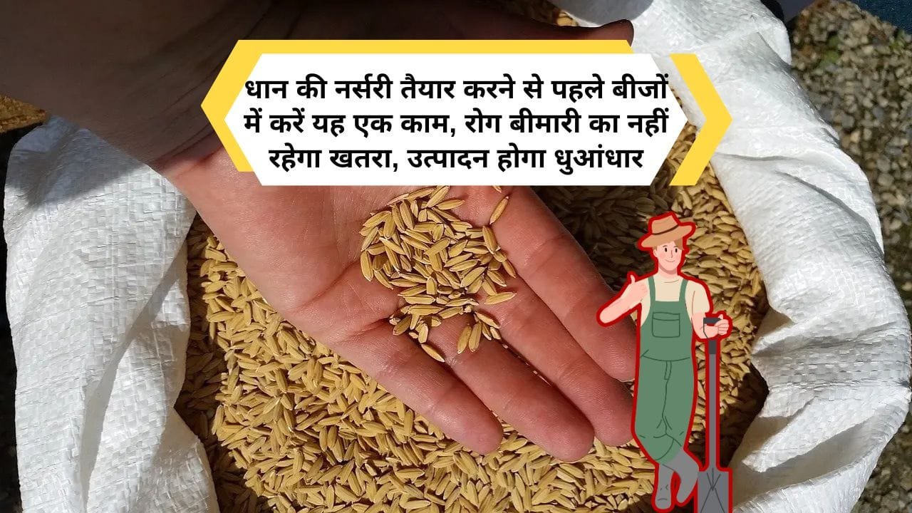 धान की नर्सरी तैयार करने से पहले क्या करें