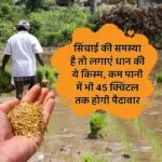 कम पानी में यह धान देंगी ज्यादा उत्पादन