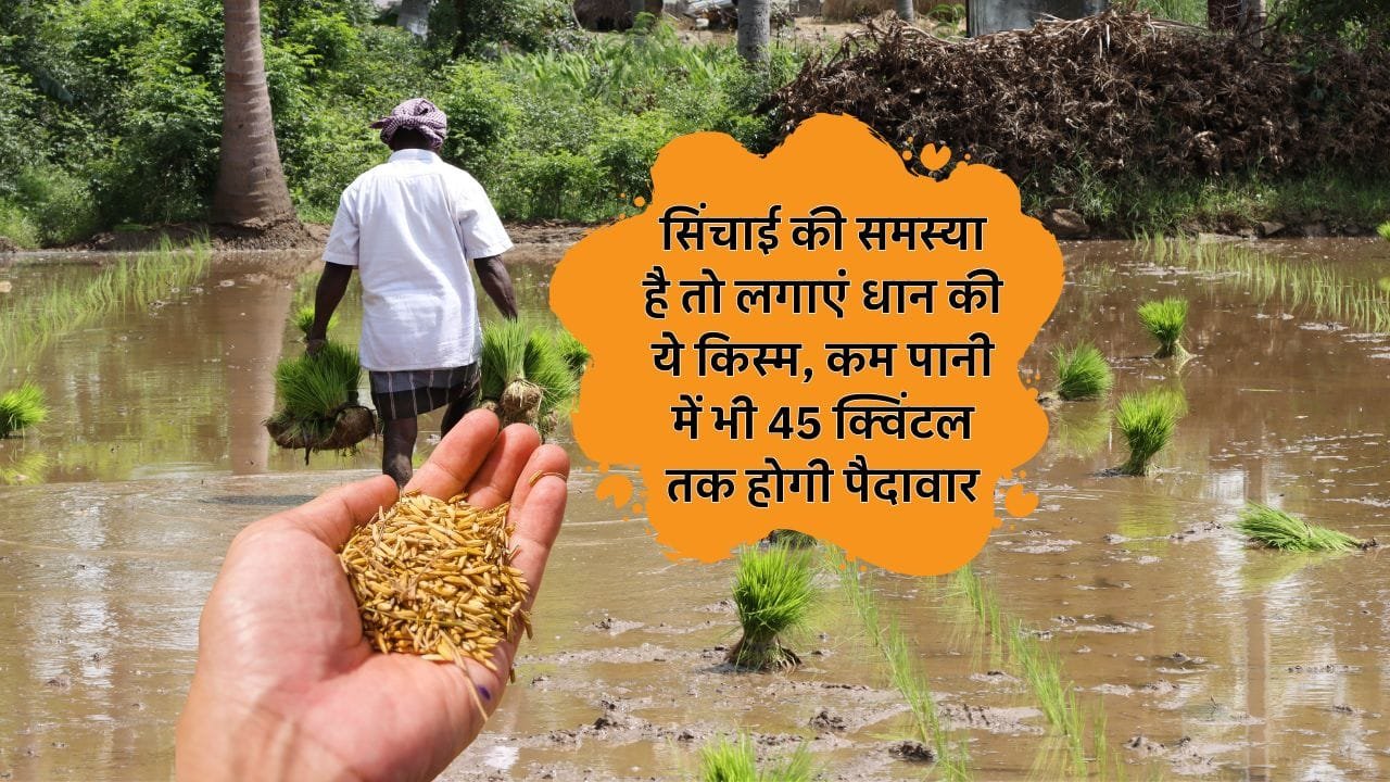 कम पानी में यह धान देंगी ज्यादा उत्पादन