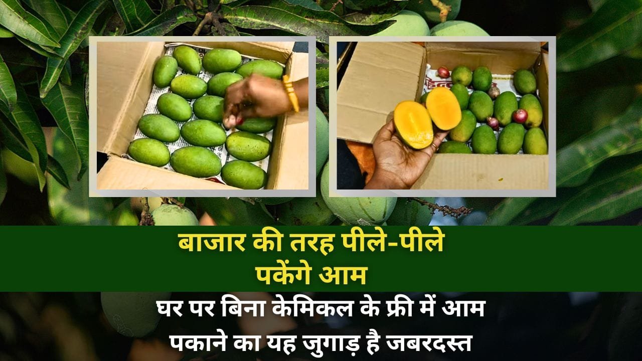 आम पकाने का जुगाड़