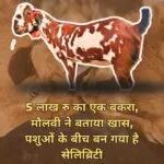 बकरे पर अल्लाह और मोहम्मद लिखा हुआ है