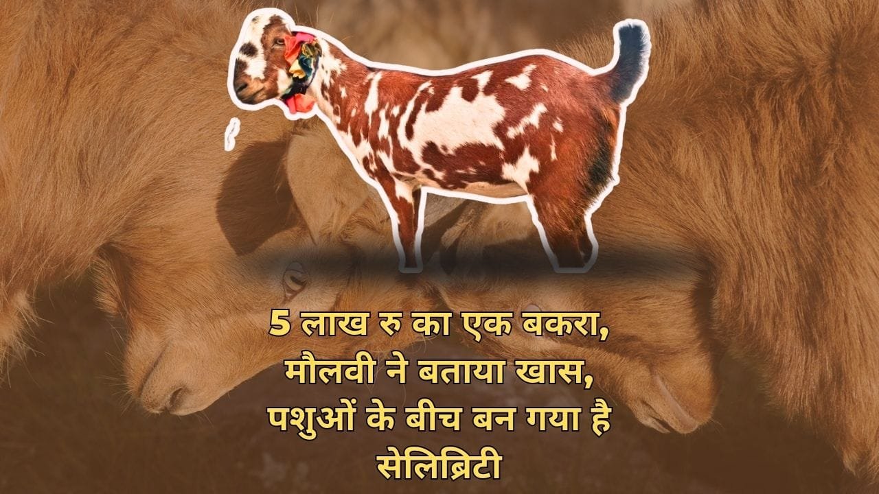 बकरे पर अल्लाह और मोहम्मद लिखा हुआ है