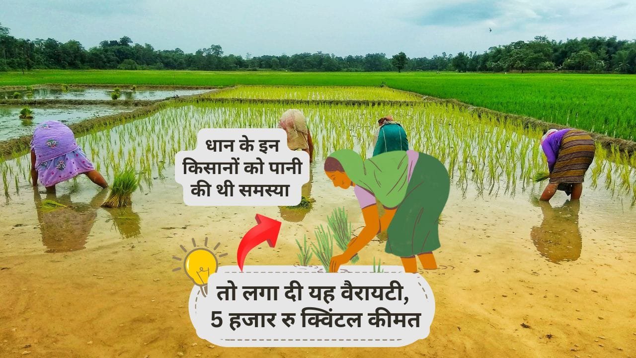 बासमती धान की 1121 किस्म