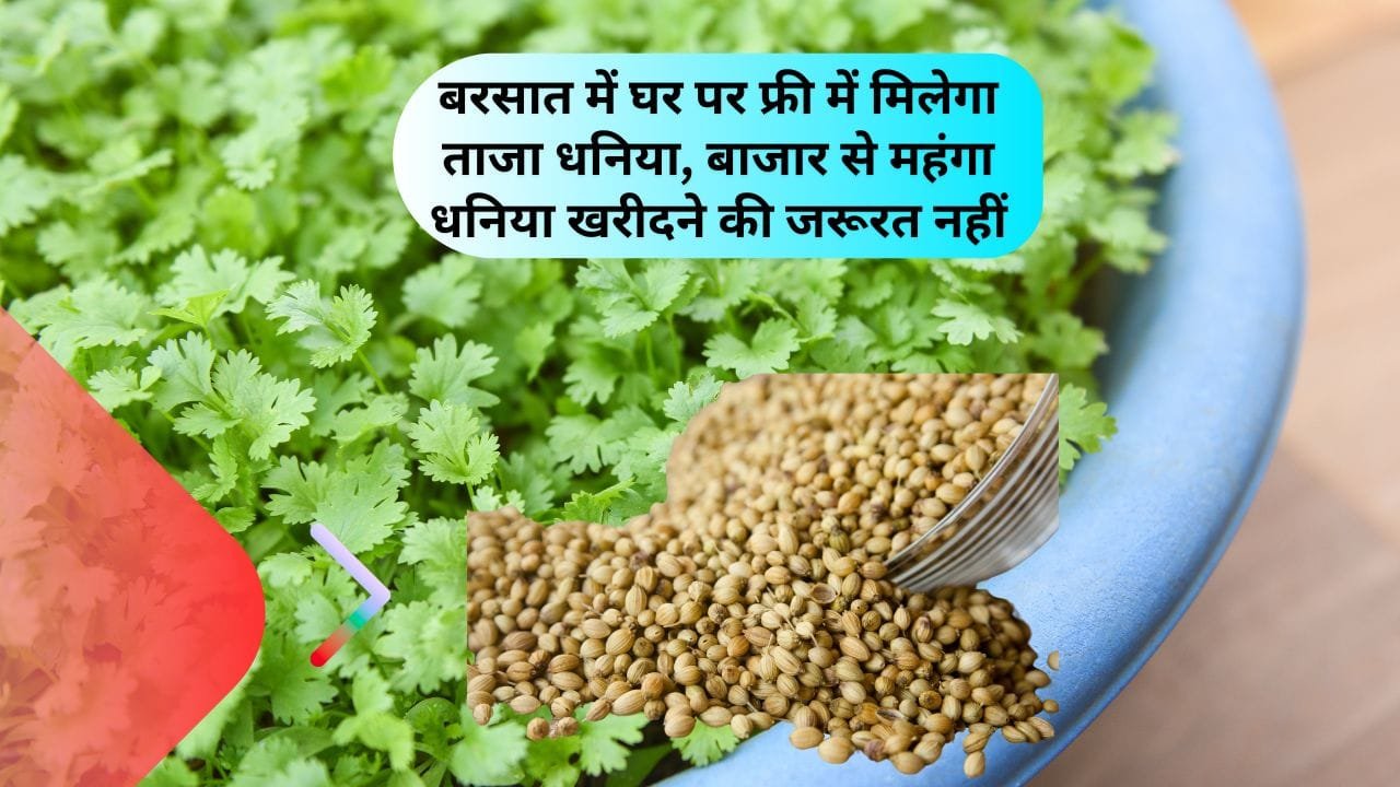 गर्मी-बरसात के मौसम में धनिया कैसे उगाएं