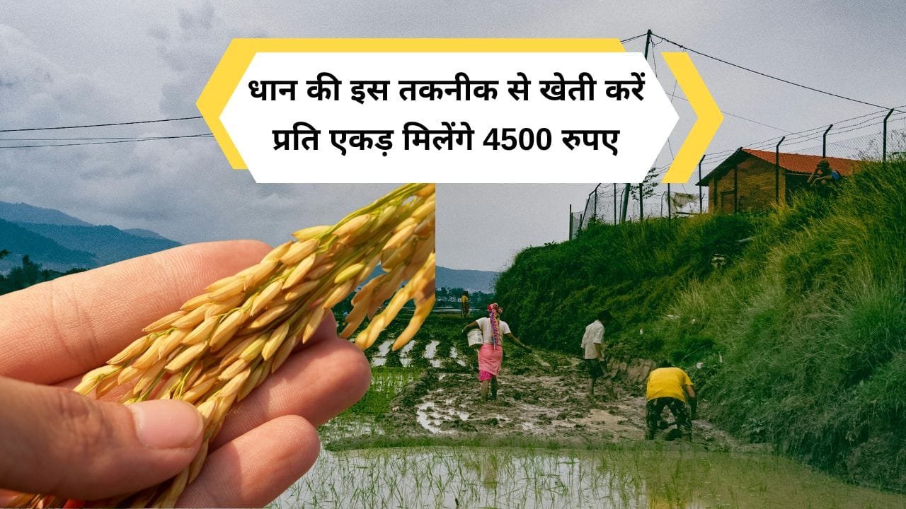 धान किसानों को मिलेगी प्रोत्साहन राशि
