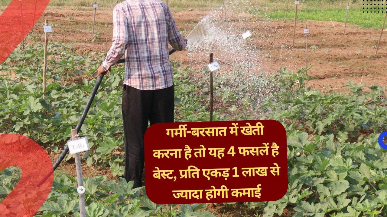 खरीफ सीजन के लिए 4 फसलें