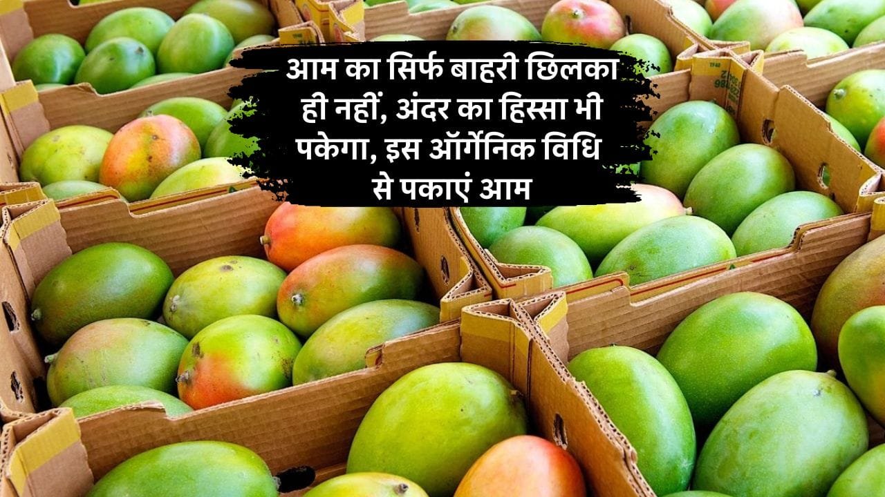 ऑर्गेनिक तरीके से आम कैसे पकाएं?