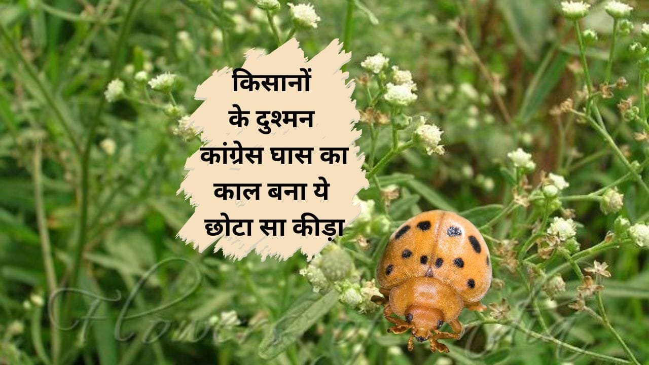 कांग्रेस घास को खाने वाला कीट