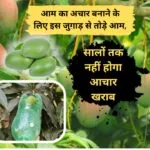 आम तोड़ने का जुगाड़ कैसे बनायें
